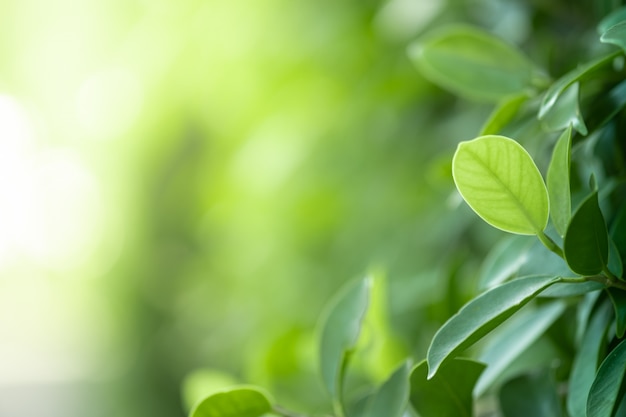 茭白的做法-清炒茭白的做法